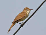 Papyrussngare <br> Clamorous Reed Warbler <br> Acrocephalus stentoreus 