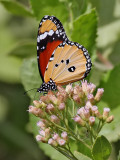 Mindre monark <br>African Monarch<br>  Danaus chrysippus