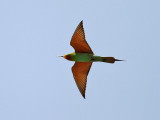 Grn bitare <br> Blue-cheeked Bee-eater (Green dream)<br> Merops persicus