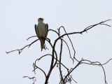 Svartvingad glada <br> Black-shouldered Kite<br> Elanus caeruleus