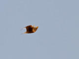 Brunbukig flyghna <br> Chestnut-bellied Sandgrouse <br> Pterocles exustus