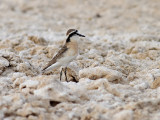 Kittlitzpipare <br>  Kittlitzs Plover <br> Charadrius pecuarius