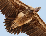 rongam <br>  Lappet-faced Vulture <br> Torgos tracheliotus