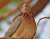 Palmduva <br> Laughing Dove<br> Streptopelia senegalensis