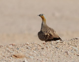 Kronflyghna <br>Crowned Sandgrouse<br> Pterocles coronatus