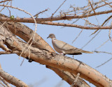 Afrikansk turkduva <br> African Collared Dove <br> Streptopelia roseogrisea