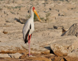 Afrikansk ibisstork  <br> Yellow-billed Stork <br> Mycteria ibis