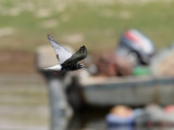 Vitvingad trna <br> Chlidonias leucopterus<br> White-winged Tern