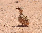kenflyghna <br> Spotted Sandgrouse <br> Pterocles senegallus