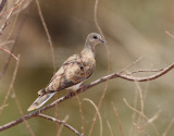 Turturduva <br> European Turtle<br> DoveStreptopelia turtur (rufescens)