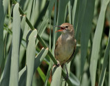 Papyrussngare <br> Clamorous Reed Warbler <br> Acrocephalus stentoreus 