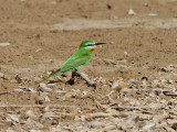 Grn bitare <br> Blue-cheeked Bee-eater (Green dream)<br> Merops persicus