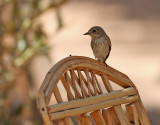 Gr flugsnappare <br> Spotted Flycatcher<br> Muscicapa striata