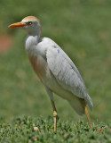 Kohger <br>Cattle Egret<br>Bubulcus ibis