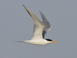 Iltrna <br> Lesser Crested Tern<br> Sterna bengalensis