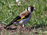 Steglits <br> Golden Finch<br> Cardueles cardueles