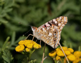 Tistelfjril <br> Painted Lady<br> Cynthia cardui