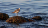 Kustpipare <br> Grey plover <br> Pluvialis squatarola