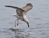 Havstrut <br> Great black-backed gull<br> Larus marinus