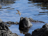 Flckdrillsnppa <br> Spotted Sandpiper <br> Actitis macularia