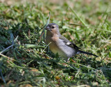 Bofink <br> Common Chaffinch <br>  Fringilla coelebs moreletti