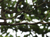 Blryggad skogssngare <br> Black-throated Blue Warbler <br> Setophaga caerulescens