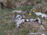 Hedpiplrka <br> Buff-bellied Pipit <br> Anthus rubescens