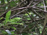 Svartvit skogssngare <br>  Black-and-white Warbler <br> Mniotilta varia