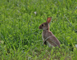Kanin <br> European rabbit <br> Oryctolagus cuniculus