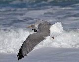 Medelhavstrut <br> Yellow-legged Gull <br> Larus michahellis atlantis 