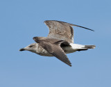 Medelhavstrut <br> Yellow-legged Gull <br> Larus michahellis atlantis 
