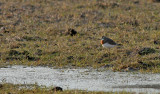 Caspian Plover <br> Kaspisk pipare <br> Charadrius asiaticus