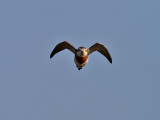 Caspian Plover <br> Kaspisk pipare <br> Charadrius asiaticus