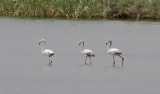 Strre flamingo <br> Greater Flamingo <br> Phoenicopterus roseus