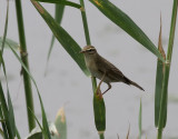 Lvsngare <br> Willow warbler <br> Phylloscopus trochilus