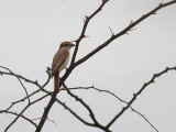 Turkestantrnskata <br> Turkestan Shrike <br> Lanius phoenicuroides