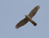 Sparvhk <br> Eurasian Sparrowhawk<br> Accipiter nisus