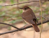 Sydnktergal <br> Nightingale <br> Luscinia megarhynchos