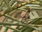 Trdnktergal<br> Rufous Bush Robin<br>Cercotrichas galactotes