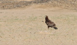 Strre skrikrn <br> Greater Spotted  Eagle<br> Aquila clanga