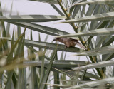 Orientskriktrast <br> Common Babbler <br> Turdoides caudata