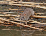 Brunrtta <br> Brpwn Rat <br> Rattus norvegicus