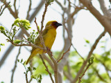 Rppells Weaver <br> Ploceus galbula