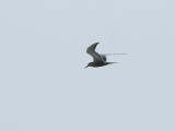Vitkindad trna <br> White-cheeked Tern <br> Sterna repressa