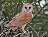 Tornuggla<br> Barn Owl<br> Tyto alba