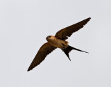 Rostgumpsvala <br> Red-rumped Swallow<br> Hirundo daurica