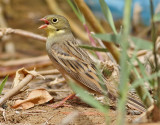 Ortolansparv <br> Ortolan Bunting <br> Emberiza hortulana