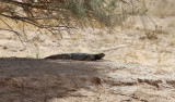 Spiny-tailed Lizard <br> Uromastyx aegyptia microlepis