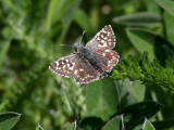 Smultronvisslare <br> Grizzled Skipper <br> Pyrgus malvae