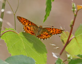 lggrsprlemorfjril <br> Lesser Marbled Fritillary<br>Brenthis ino